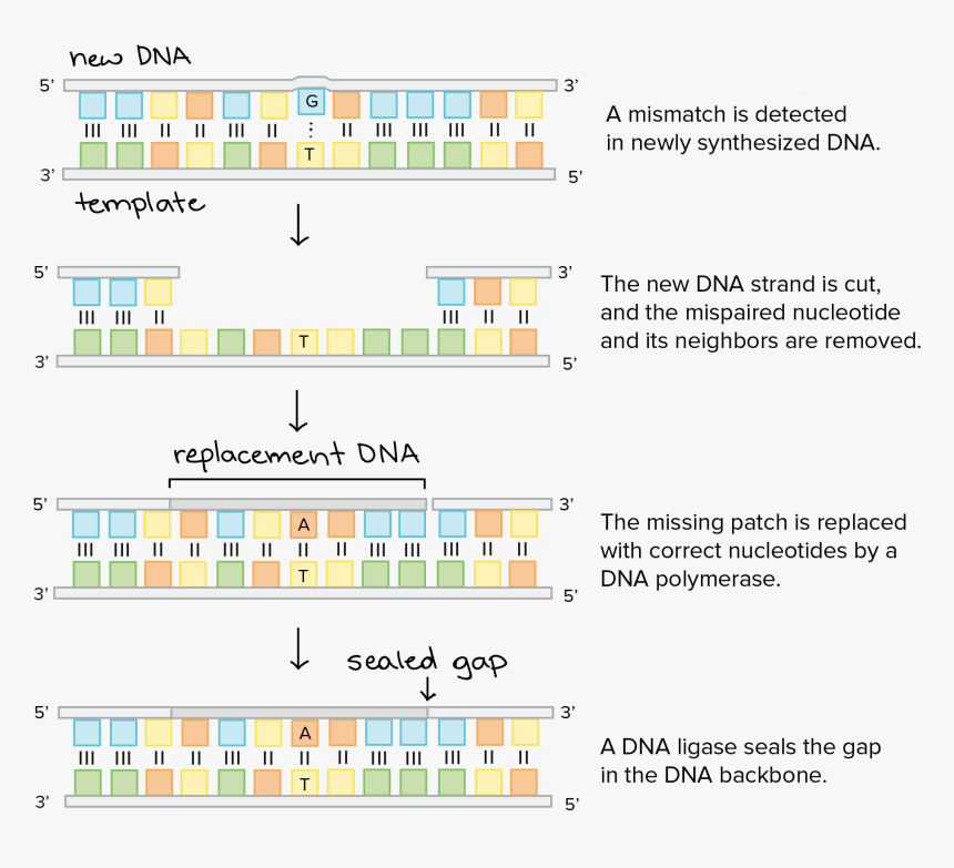 Dna, HD Png Download, Free Download