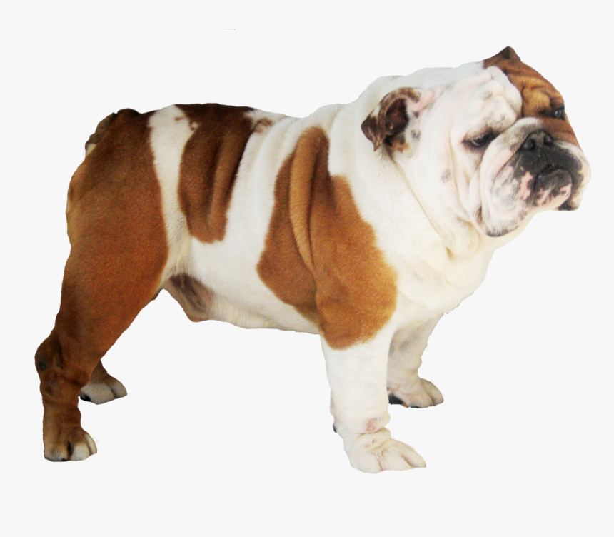 Bull Dog Png - English Bulldog Puppy No Background, Transparent Png, Free Download