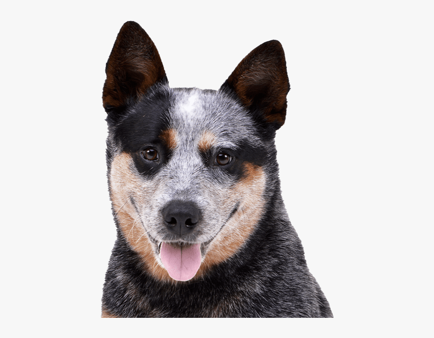 Australian Cattle Dog Png, Transparent Png, Free Download