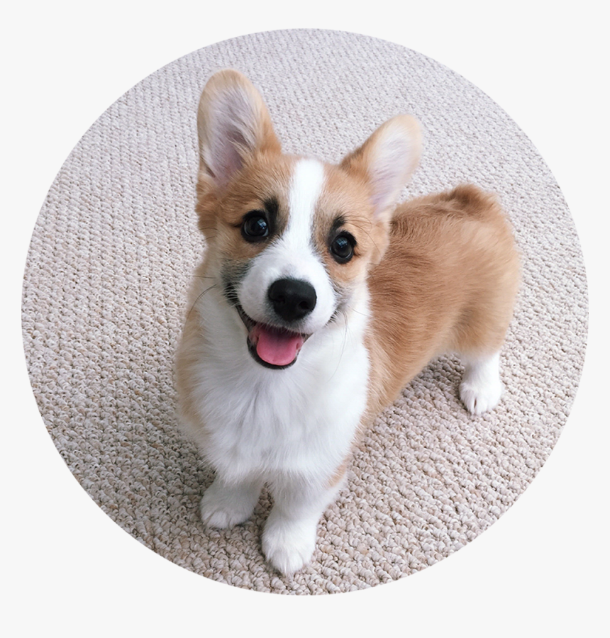 Corgi Face Png - Tofu Corgi, Transparent Png, Free Download