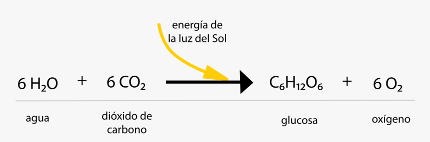 Reaccion Global De La Fotosintesis, HD Png Download, Free Download