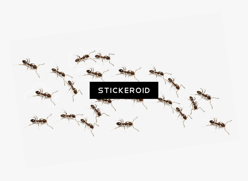 Ant Ants Insects - Mosquito, HD Png Download, Free Download