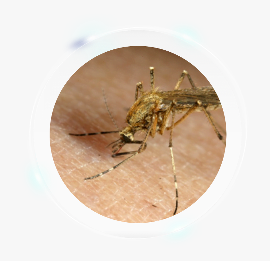 Brown Mosquitoes, HD Png Download, Free Download