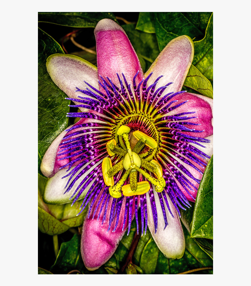 Purple Passionflower, HD Png Download, Free Download