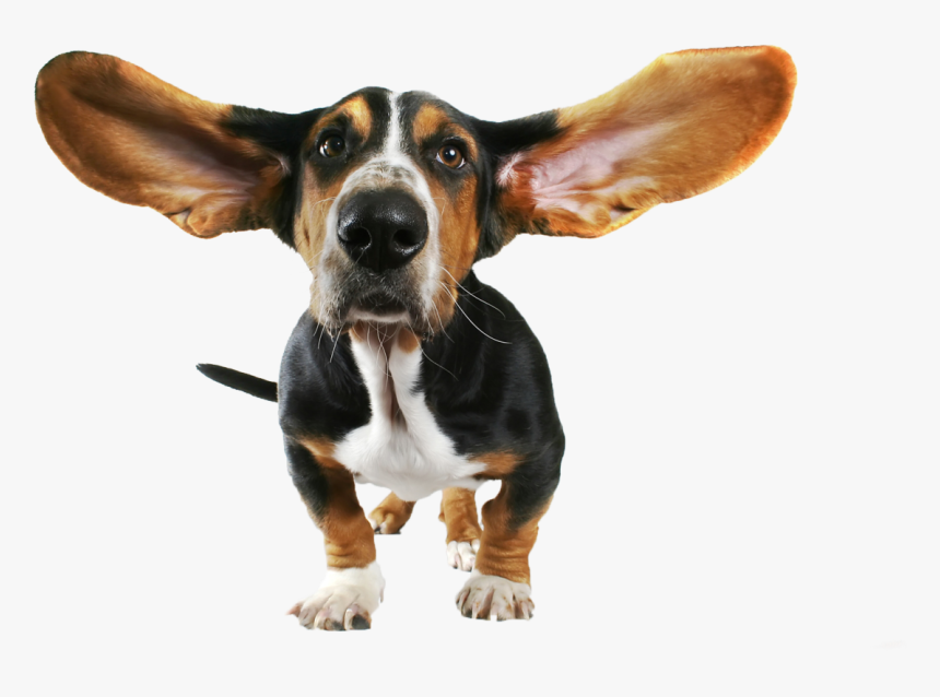 Dog Ears Png - Funny Dog Png, Transparent Png, Free Download