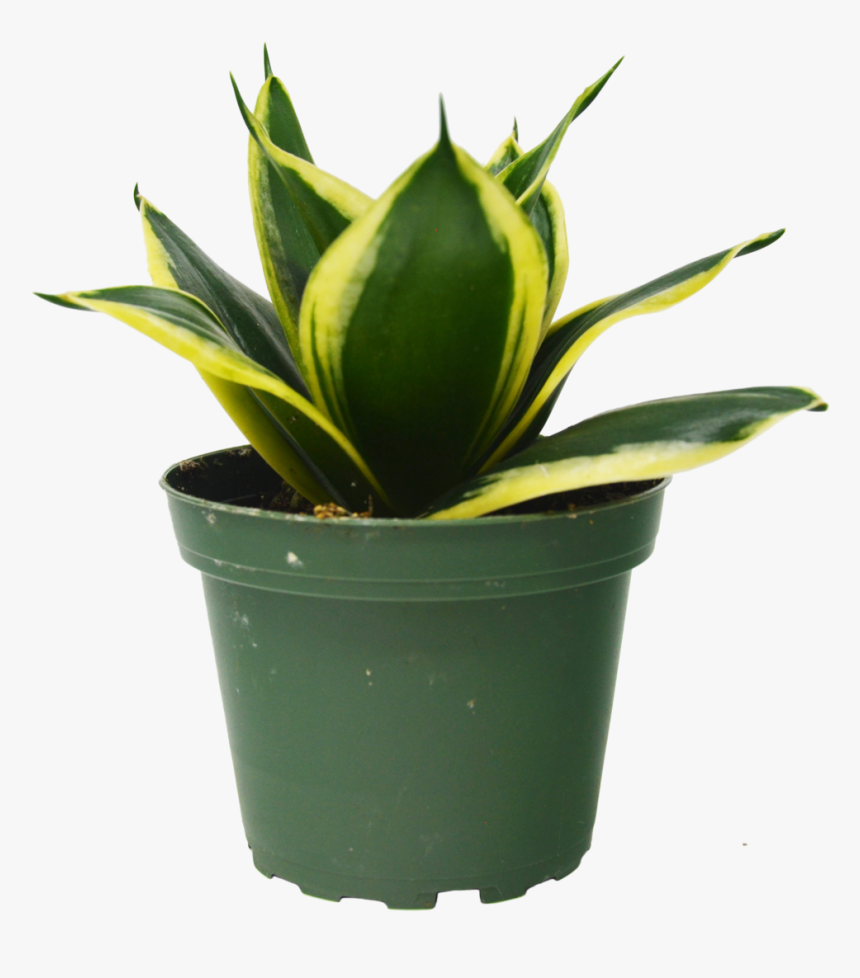 Transparent House Plant Png - Houseplant, Png Download, Free Download