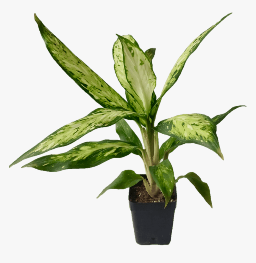 Transparent Indoor Plant Png - Plants Png Hd, Png Download, Free Download