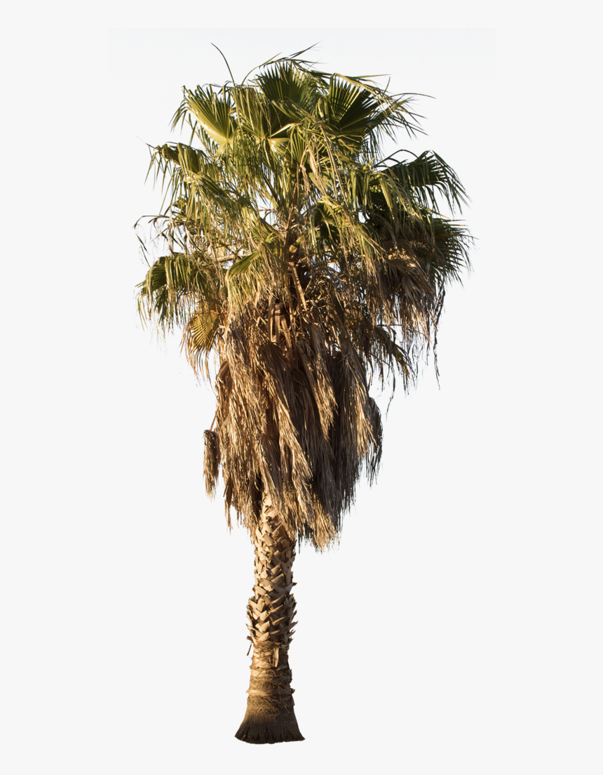 Mexican Fan Palm Tree Png, Transparent Png, Free Download