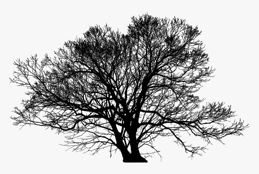 Tree Silhouette Arborist Branch - Winter Tree Silhouette Png, Transparent Png, Free Download