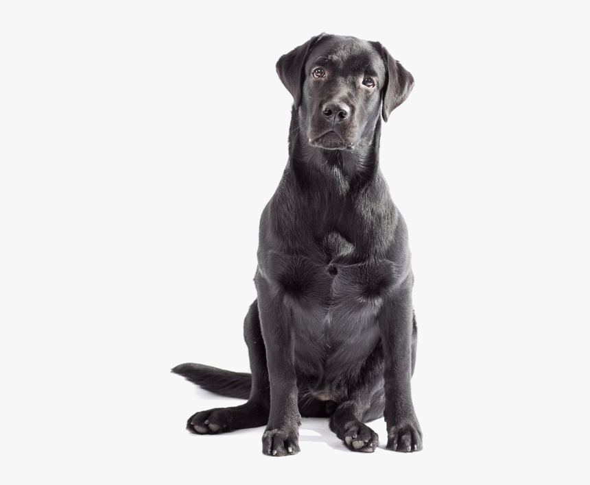 Labrador Retriever Png - Transparent Labrador Png, Png Download, Free Download