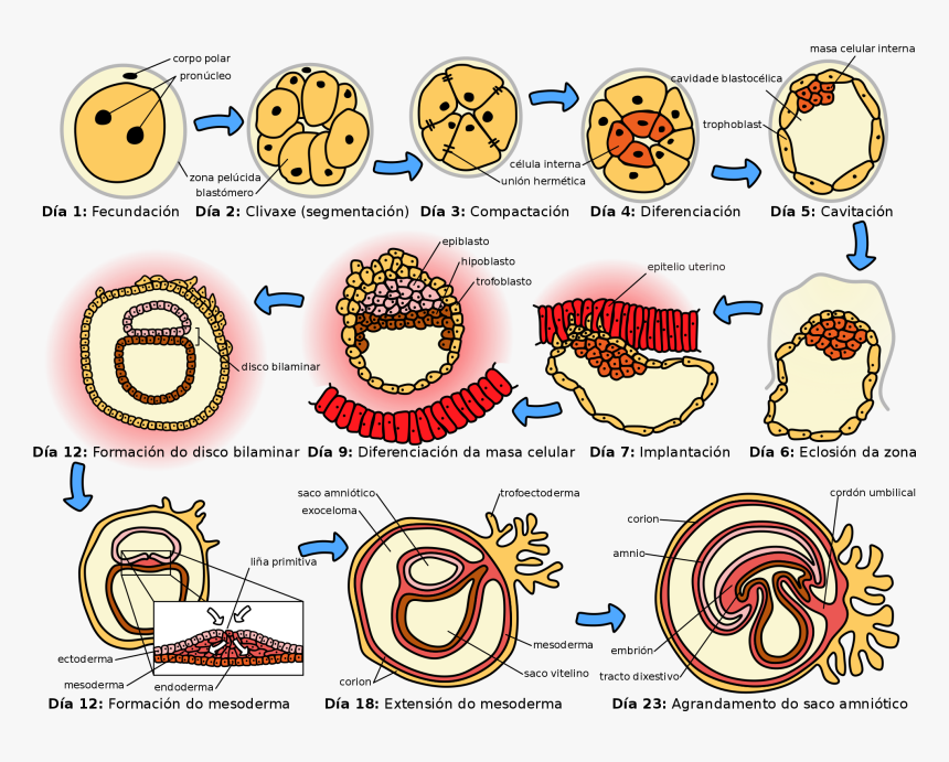 Formation Of Germ Layers, HD Png Download, Free Download