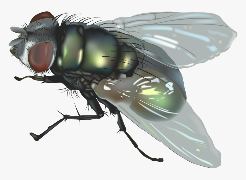 Flying Bug Png - Fly Png, Transparent Png, Free Download
