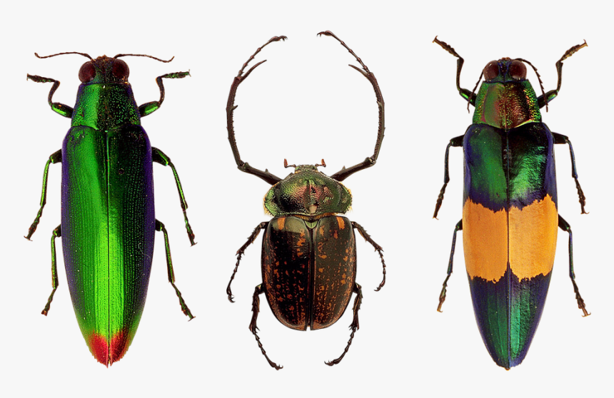 Beetles, Insects, Nature, Macro, Flying Insect - Coleotteri Png, Transparent Png, Free Download