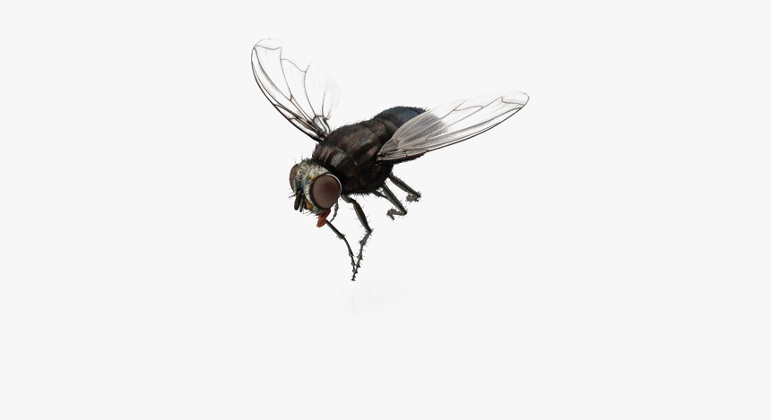 Fly - Png Transparent Background Fly Png, Png Download, Free Download