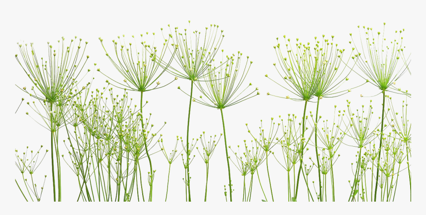 Dandelion Png Image - พื้น หลัง เรียบ, Transparent Png, Free Download