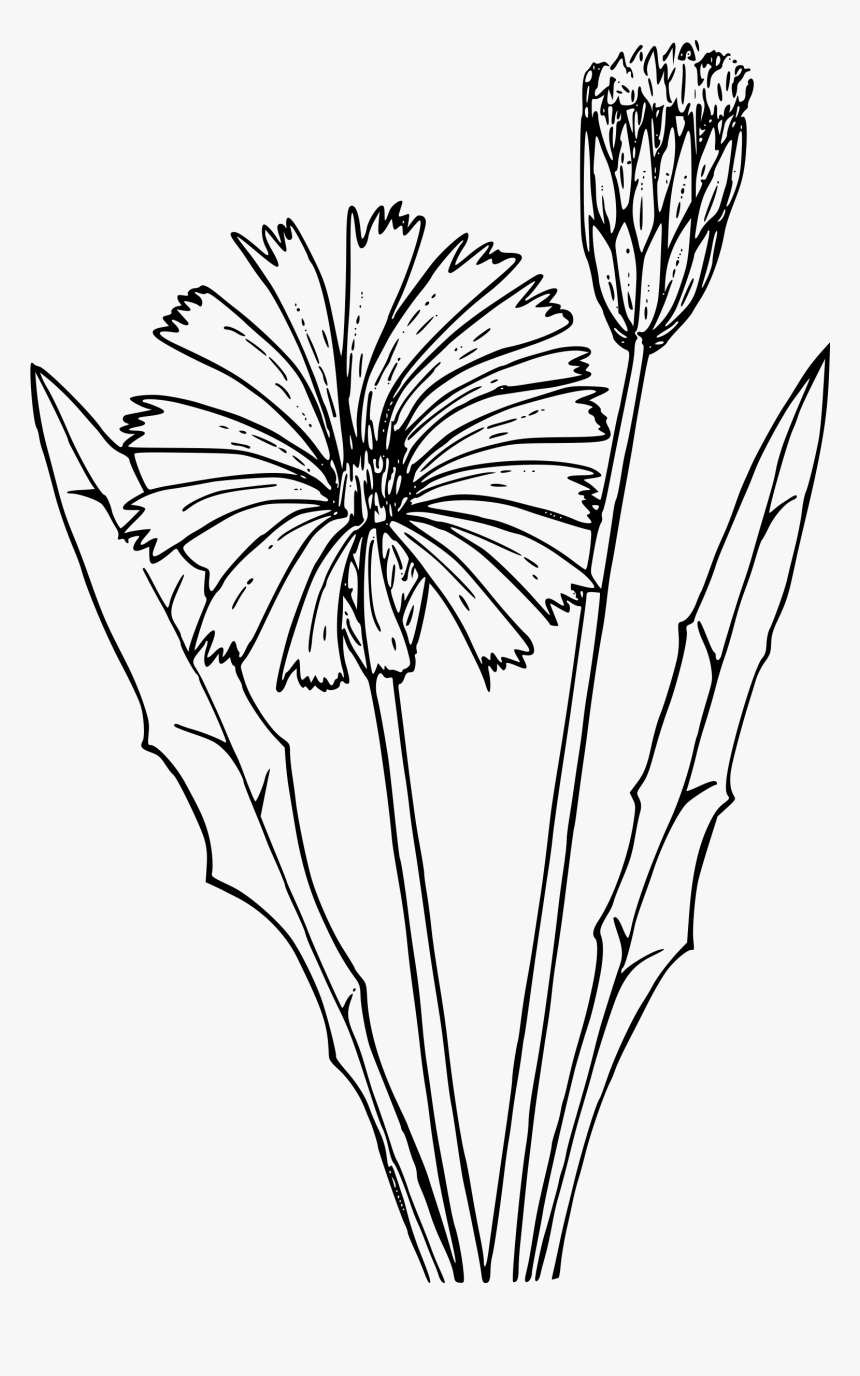 False Dandelion Clip Arts - Drawing, HD Png Download, Free Download