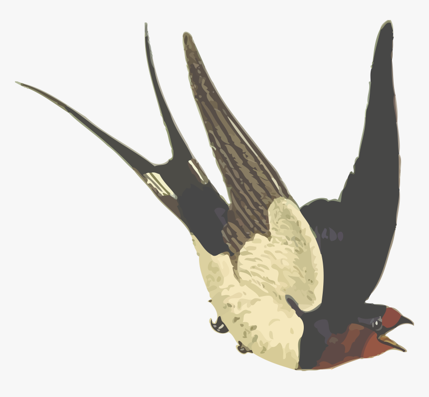 Barn Swallow Clip Arts - Barn Swallow Scissor Tail, HD Png Download, Free Download