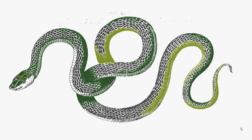 Snakes Png, Transparent Png, Free Download