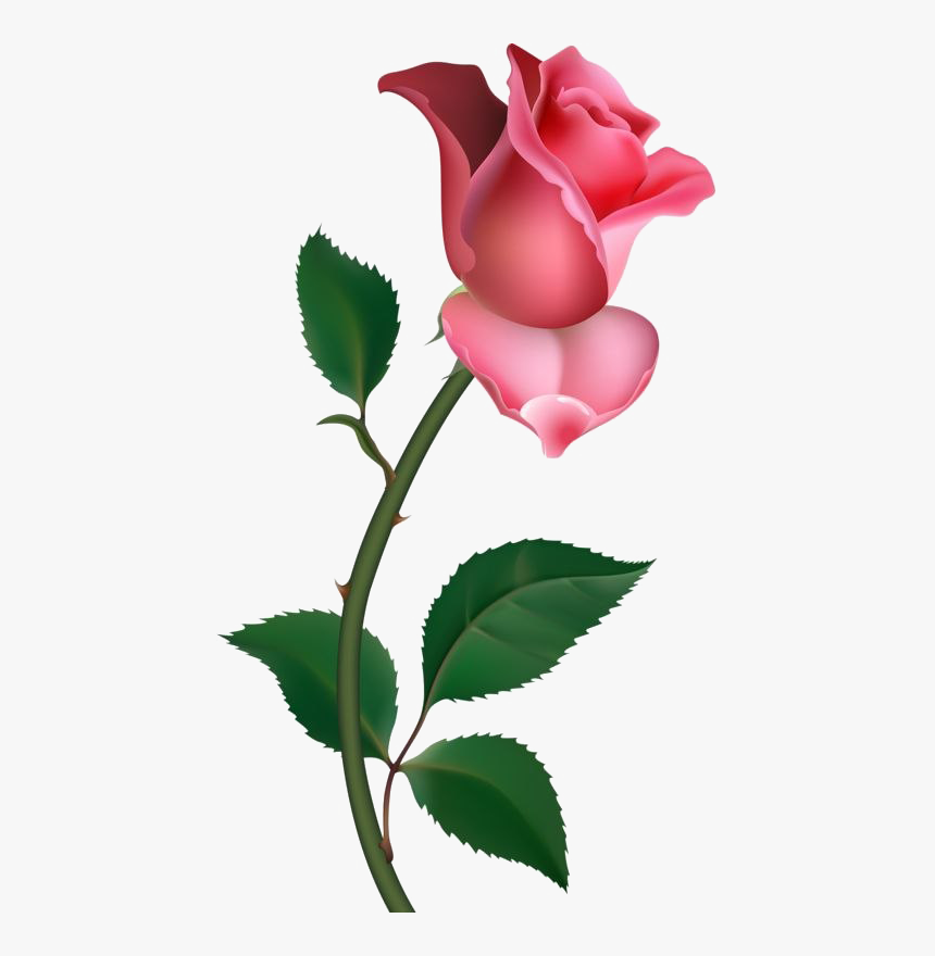 Single Rose Png Pic - Clipart Rose, Transparent Png, Free Download