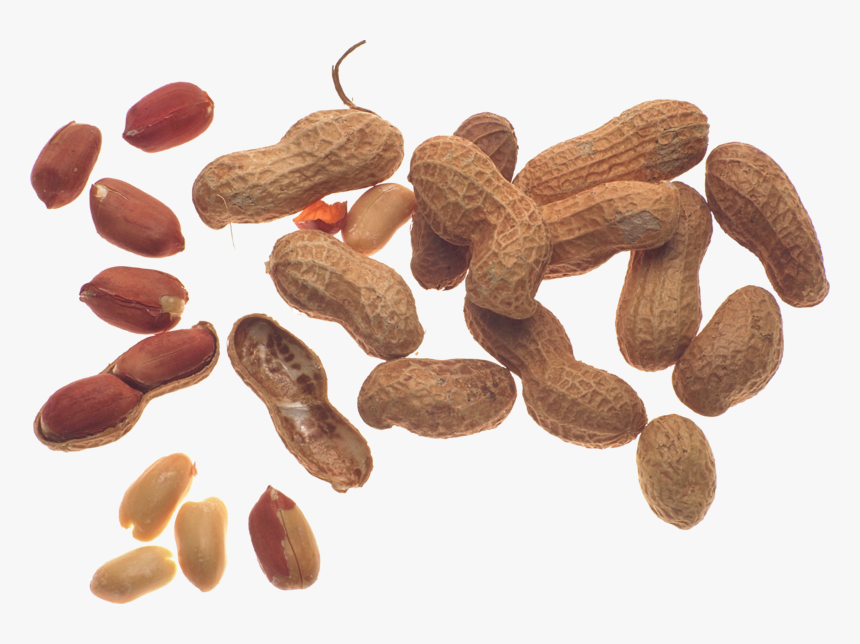 56779 - Peanut, HD Png Download, Free Download