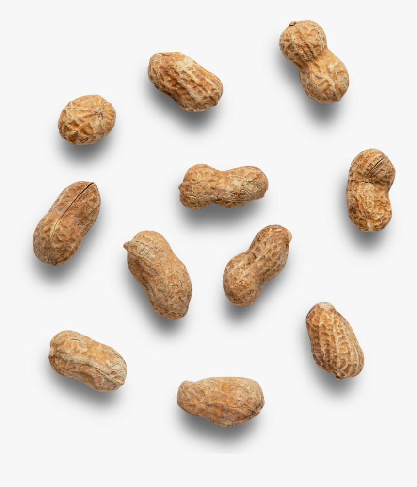 Transparent Peanut Png - Peanut, Png Download, Free Download