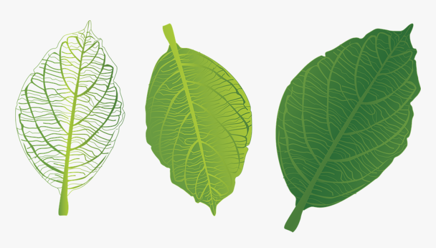 Green Leaf, Leaf Veins, Trang Tri - Clip Art, HD Png Download, Free Download