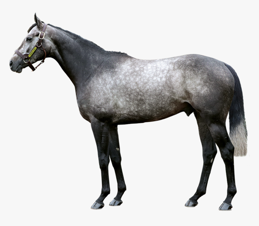 Roaring Lion Foreground - Thoroughbred Stallion Roaring Lion, HD Png Download, Free Download