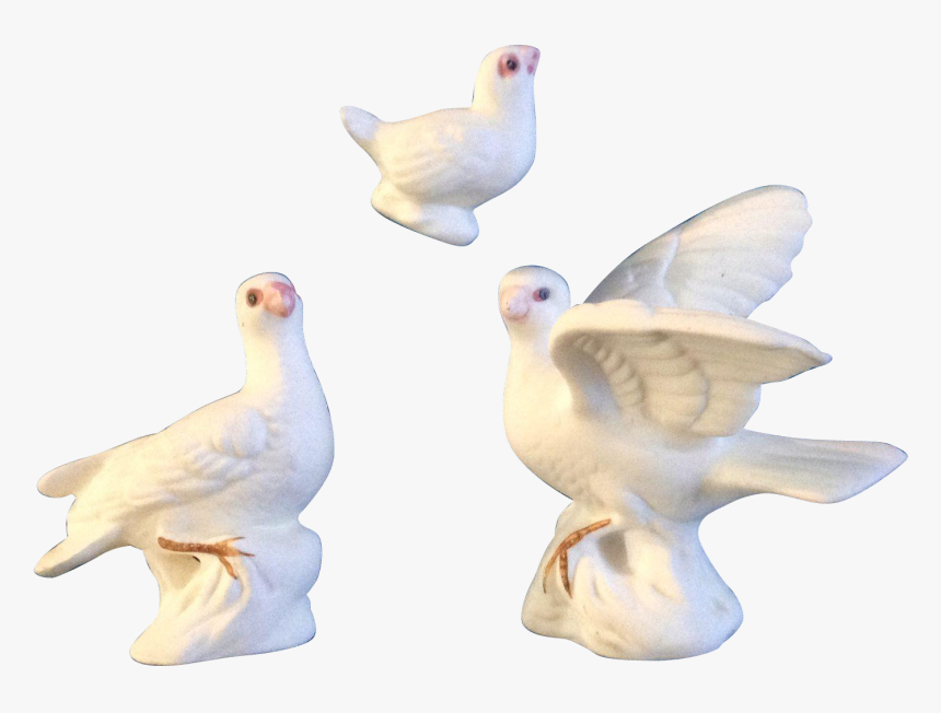 Transparent White Doves Png - Water Bird, Png Download, Free Download