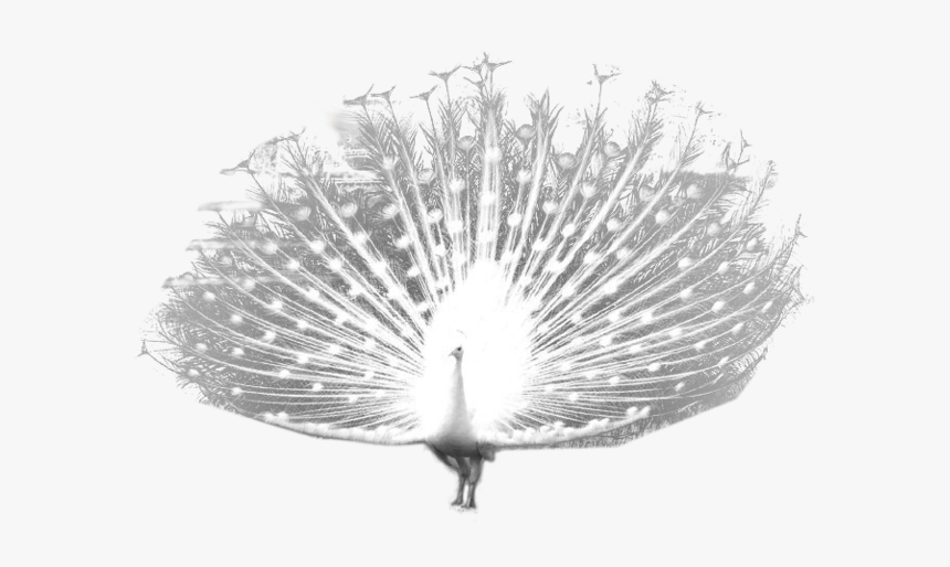 White Peacock Transparent Background, HD Png Download, Free Download