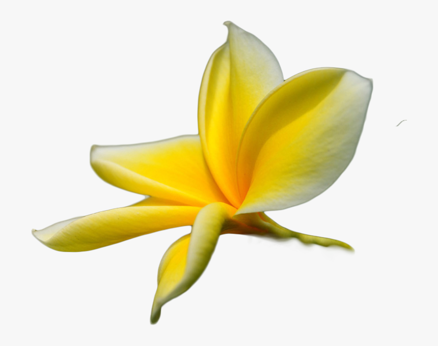 Flower Tropical Yellow Pink Png, Transparent Png, Free Download