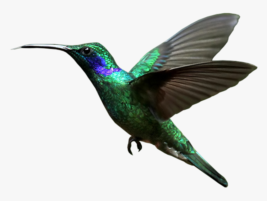 Hummingbird Transparent Background - Hummingbird Png, Png Download, Free Download