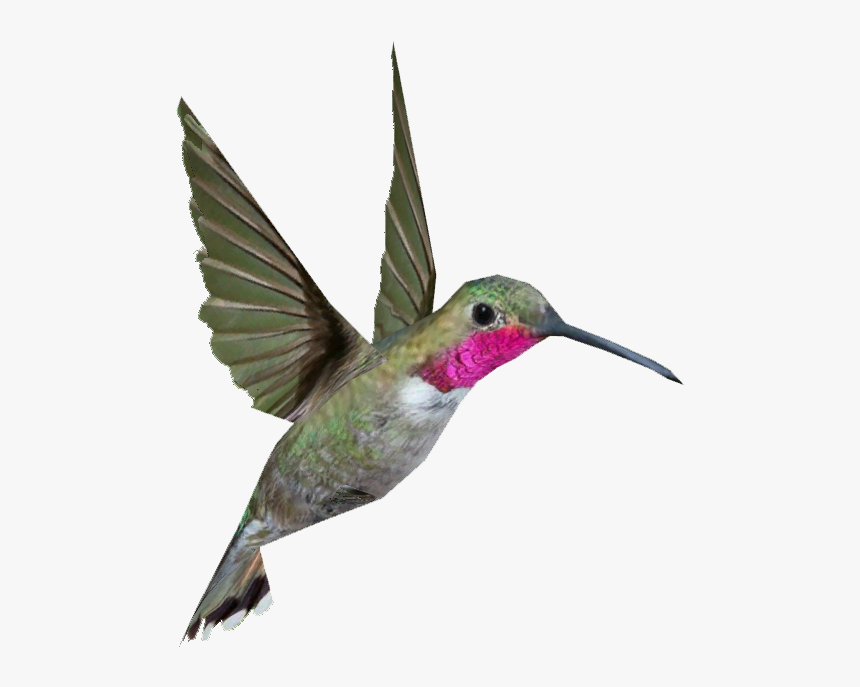 Ruby Throated Hummingbird Png, Transparent Png, Free Download