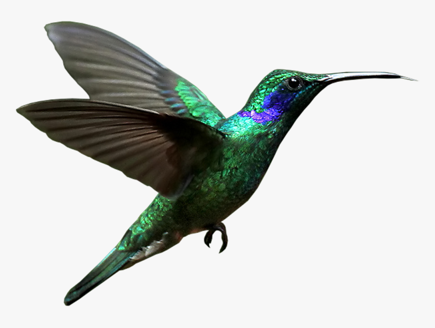 Hummingbird Png Free Image Download - Hummingbird Png, Transparent Png, Free Download