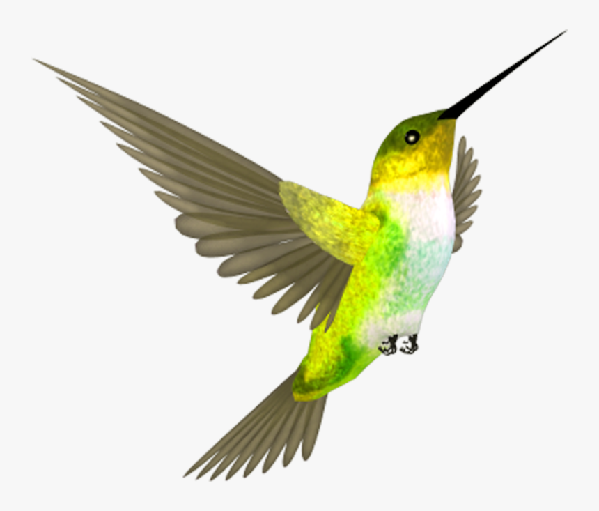 Fly Bird, HD Png Download, Free Download