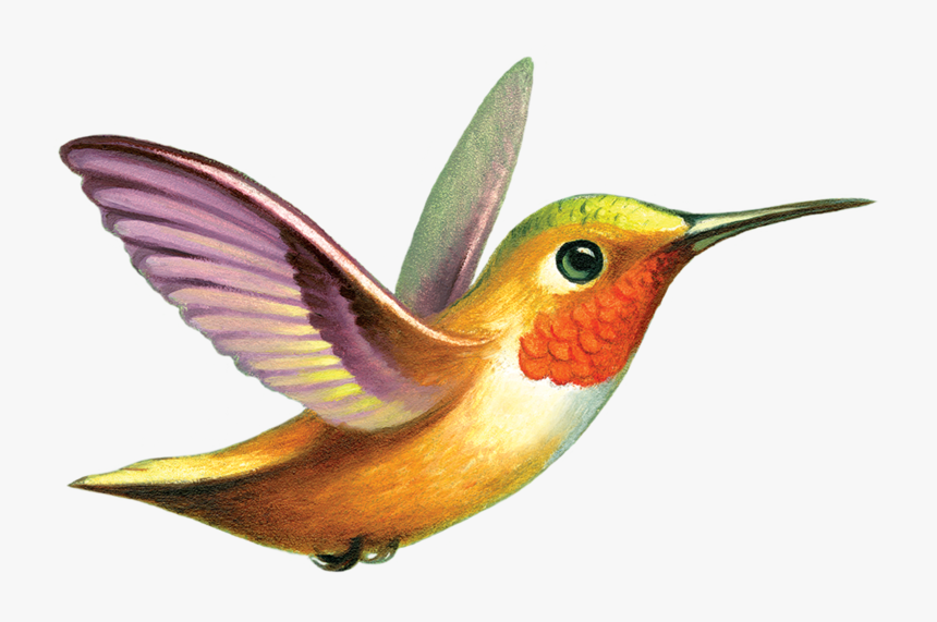 Ruby-throated Hummingbird Tattly Tattoo - Hummingbird Gif Png, Transparent Png, Free Download