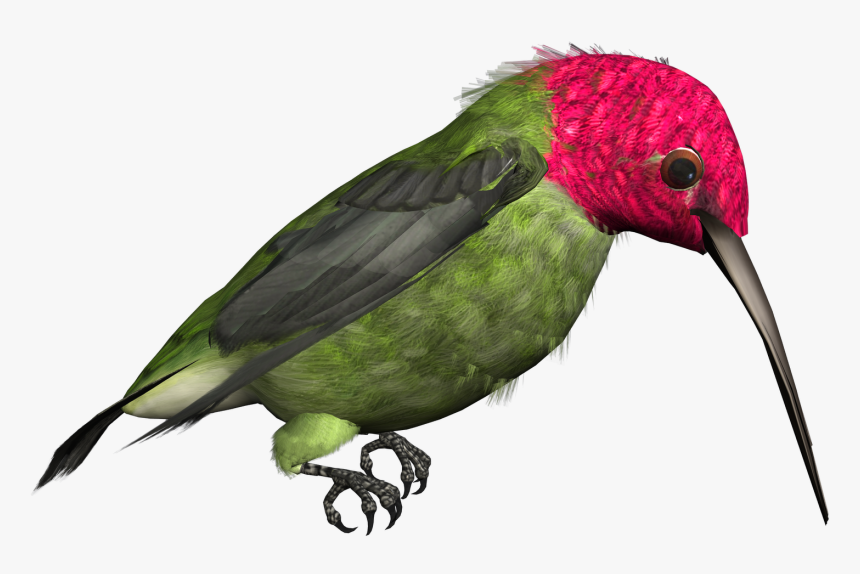 Hummingbird Png Free Download, Transparent Png, Free Download