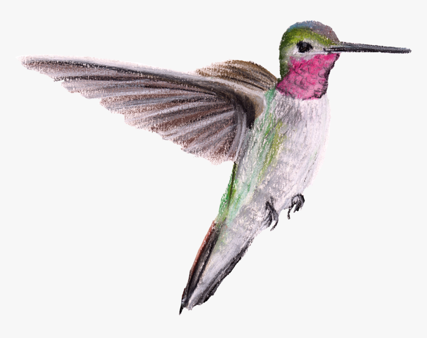 Ruby-throated Hummingbird , Png Download - Hummingbird, Transparent Png, Free Download