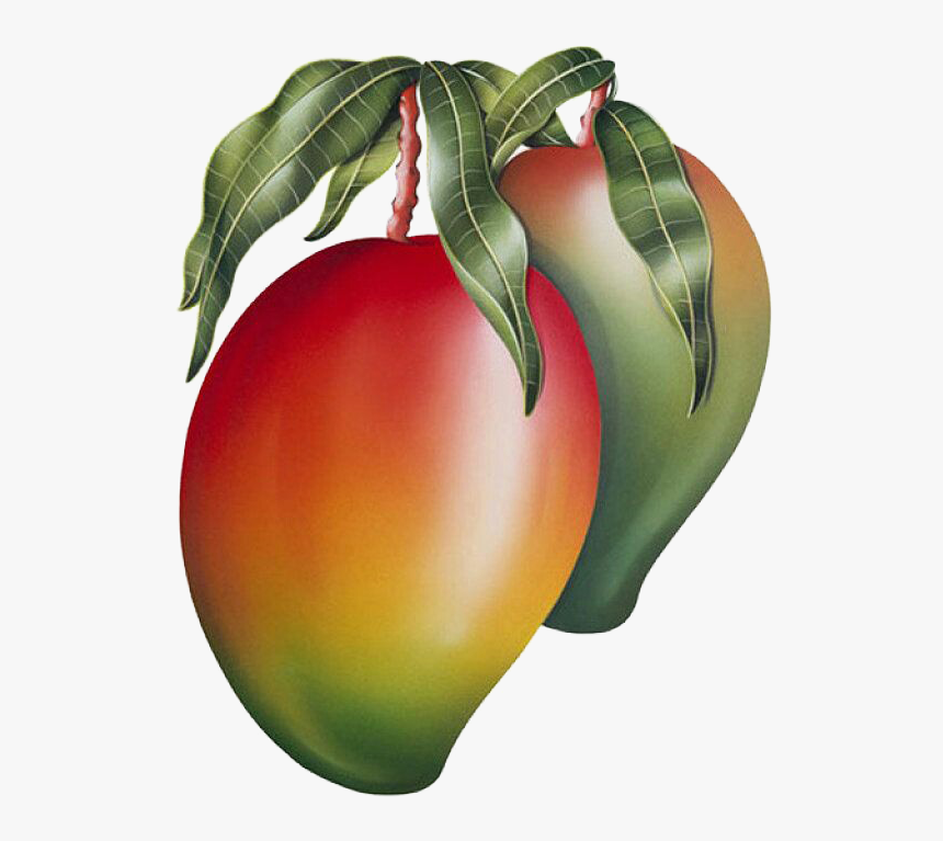 Mango Painting, HD Png Download, Free Download