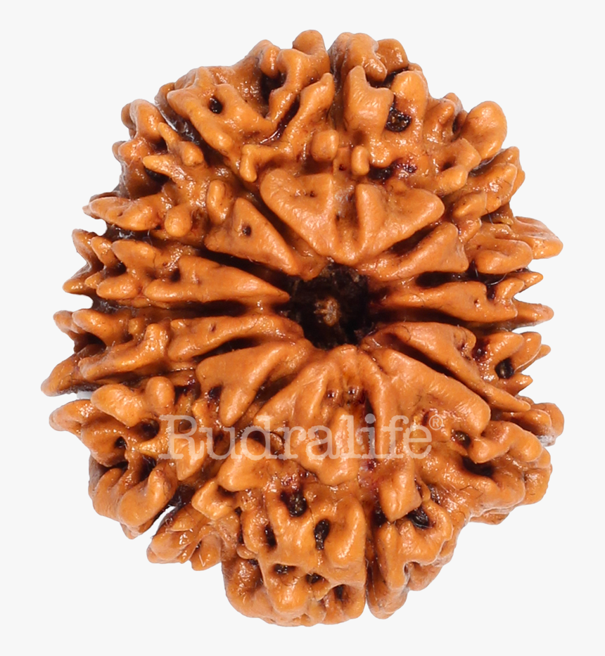 Eleven Mukhi Rudraksha Rudraksha - 11 Mukhi Rudraksha Png, Transparent Png, Free Download