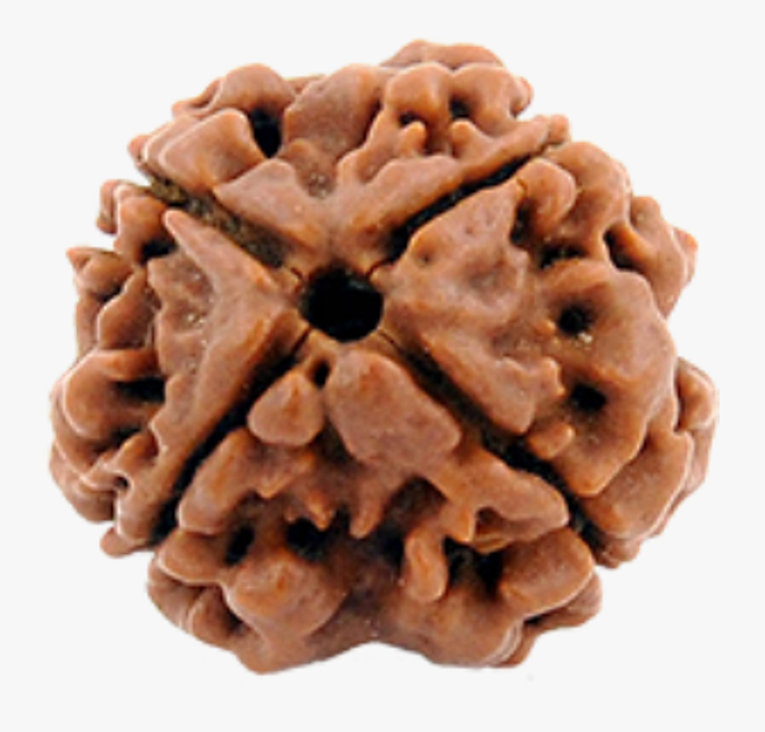 4 Mukhi Rudraksha Png, Transparent Png, Free Download