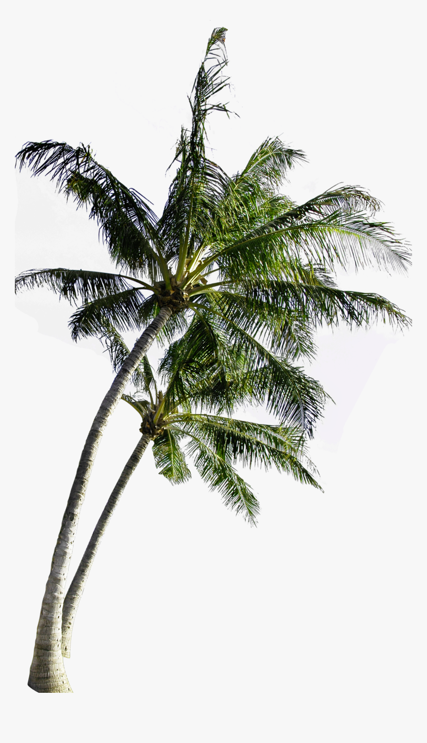 coconut computer tree file free transparent image hd coconut tree transparent background hd png download kindpng coconut tree transparent background hd