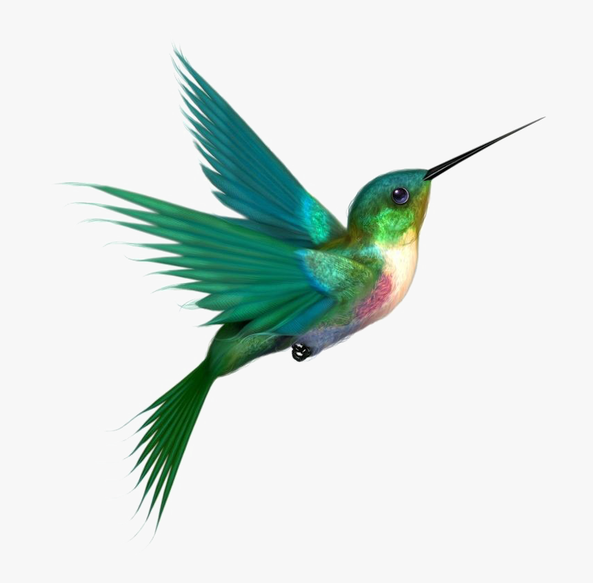 Multicolored Bird Png Picture - Hummingbird Png, Transparent Png, Free Download