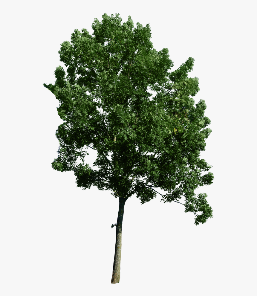 Trees For Photoshop Png, Transparent Png, Free Download