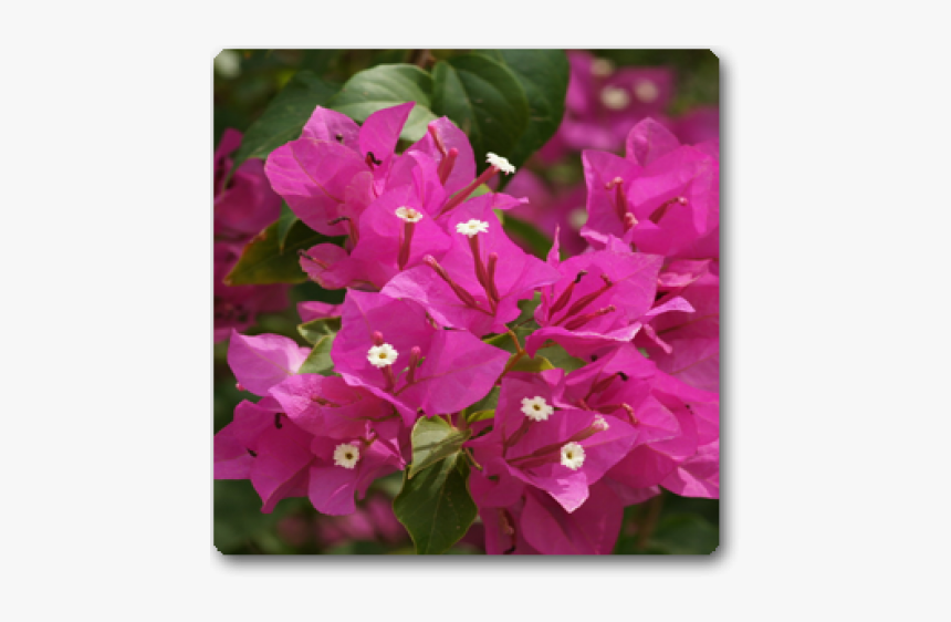 Wildflower - Bougainvillea Flower, HD Png Download - kindpng