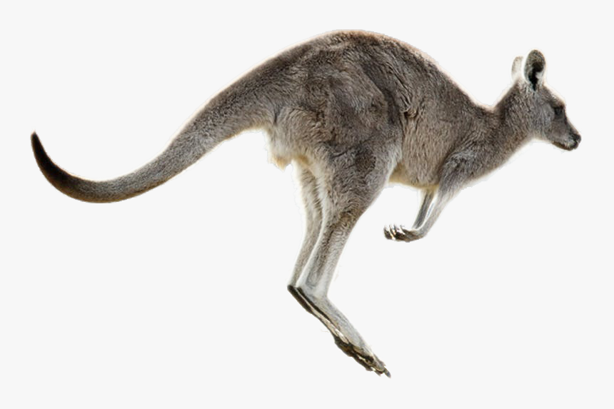 Kangaroo Png Image - Kangaroo Png, Transparent Png, Free Download