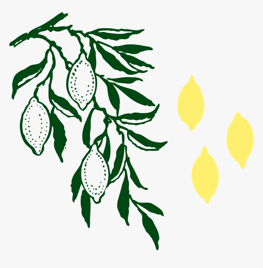 Feuille Citronnier Png, Transparent Png, Free Download