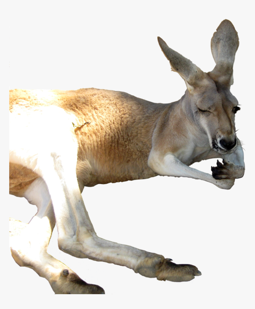 Kangaroo Png - Portable Network Graphics, Transparent Png, Free Download