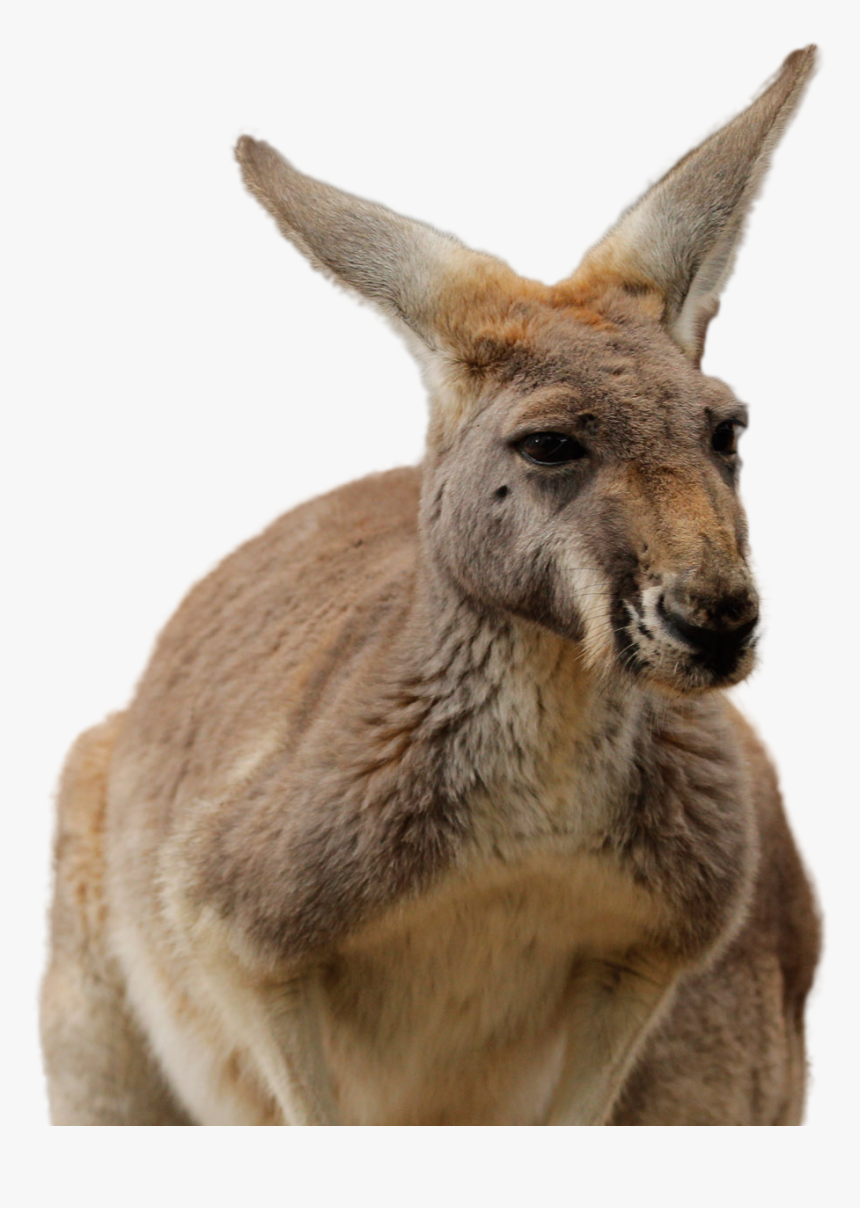 Kangaroo Png Image - Perth Zoo Kangaroo, Transparent Png, Free Download