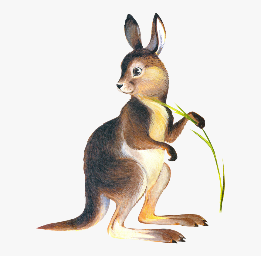 Kangaroo Drawing Marsupial Clip Art - Canguro Y Conejo, HD Png Download, Free Download