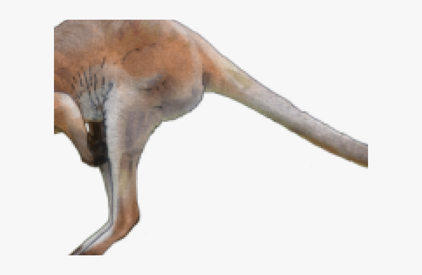 Kangaroo Png Transparent Images - Portable Network Graphics, Png Download, Free Download